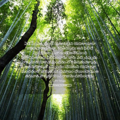Picture 05 - 2 రాజులు 11:4 TELIRV - ఏడో సంవత్సరంలో - Bible Verse Picture