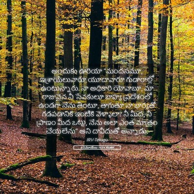 Picture 05 - 2 సమూయేలు 11:11 TELIRV - అందుకు ఊరియా - Bible Verse Picture