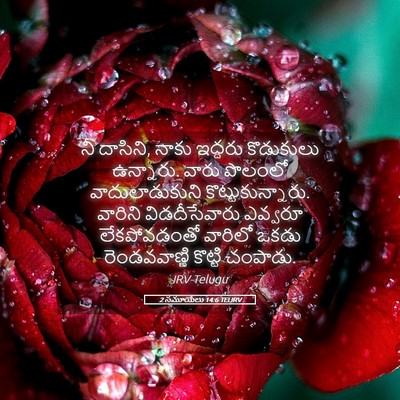 Picture 05 - 2 సమూయేలు 14:6 TELIRV - నీ దాసిని, నాకు - Bible Verse Picture