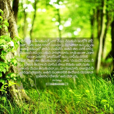 Picture 05 - 2 సమూయేలు 4:6 TELIRV - గోదుమలు - Bible Verse Picture