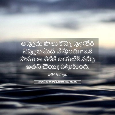 Picture 05 - అపొస్తలుల కార్యములు 28:3 TELIRV - అప్పుడు పౌలు - Bible Verse Picture