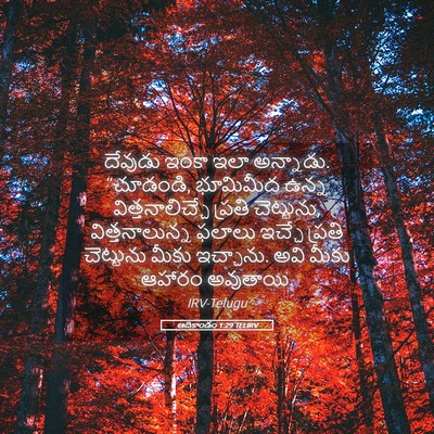 Picture 05 - ఆదికాండం 1:29 TELIRV - దేవుడు ఇంకా ఇలా - Bible Verse Picture