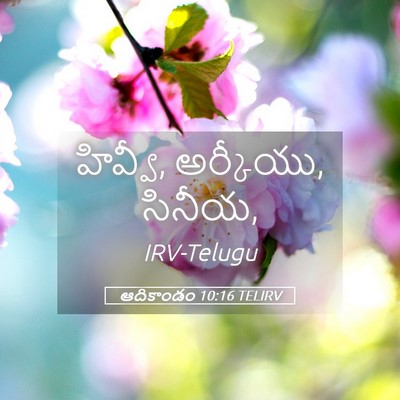 Picture 05 - ఆదికాండం 10:16 TELIRV - హివ్వీ, అర్కీయు, - Bible Verse Picture