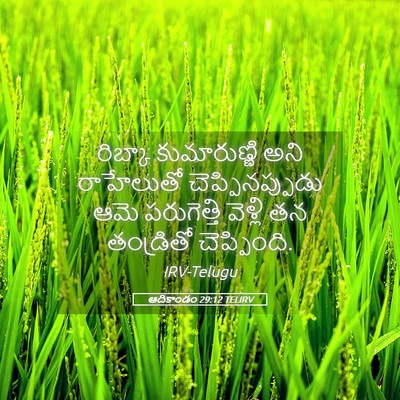 Picture 05 - ఆదికాండం 29:12 TELIRV - రిబ్కా కుమారుణ్ణి - Bible Verse Picture