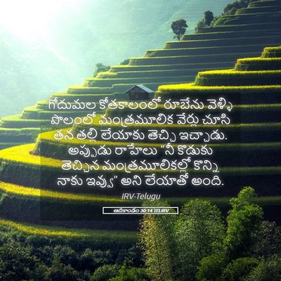 Picture 05 - ఆదికాండం 30:14 TELIRV - గోదుమల కోతకాలంలో - Bible Verse Picture