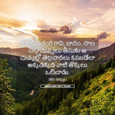 Picture 05 - ఆదికాండం 30:37 TELIRV - యాకోబు గంగ రావి, - Bible Verse Picture