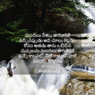 Picture 05 - ఆదికాండం 30:38 TELIRV - మందలు నీళ్ళు - Bible Verse Picture