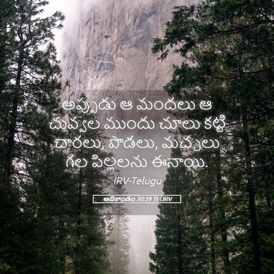Picture 05 - ఆదికాండం 30:39 TELIRV - అప్పుడు ఆ మందలు ఆ - Bible Verse Picture