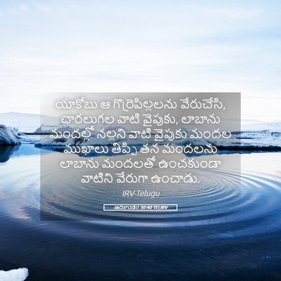 Picture 05 - ఆదికాండం 30:40 TELIRV - యాకోబు ఆ - Bible Verse Picture
