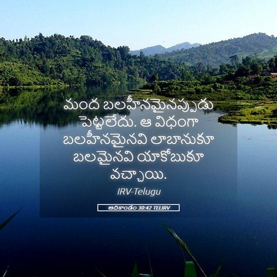 Picture 05 - ఆదికాండం 30:42 TELIRV - మంద - Bible Verse Picture