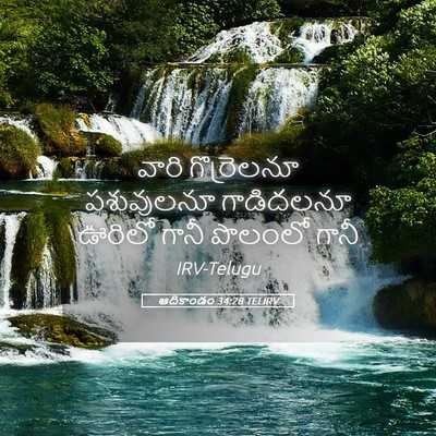 Picture 05 - ఆదికాండం 34:28 TELIRV - వారి గొర్రెలనూ - Bible Verse Picture