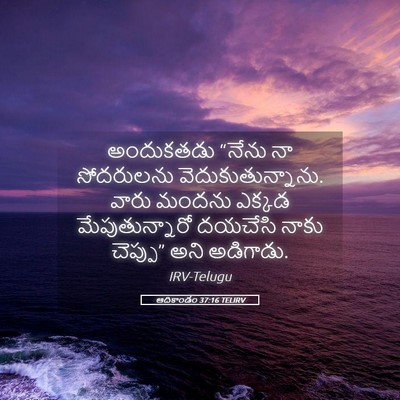 Picture 05 - ఆదికాండం 37:16 TELIRV - అందుకతడు “నేను నా - Bible Verse Picture
