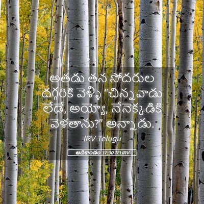 Picture 05 - ఆదికాండం 37:30 TELIRV - అతడు తన సోదరుల - Bible Verse Picture