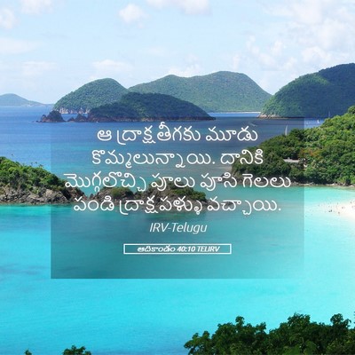 Picture 05 - ఆదికాండం 40:10 TELIRV - ఆ ద్రాక్షతీగకు - Bible Verse Picture
