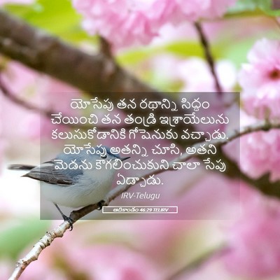 Picture 05 - ఆదికాండం 46:29 TELIRV - యోసేపు తన రథాన్ని - Bible Verse Picture