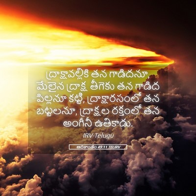 Picture 05 - ఆదికాండం 49:11 TELIRV - ద్రాక్షావల్లికి - Bible Verse Picture