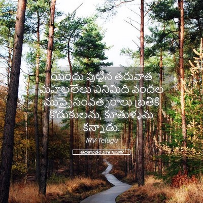 Picture 05 - ఆదికాండం 5:16 TELIRV - యెరెదు పుట్టిన - Bible Verse Picture