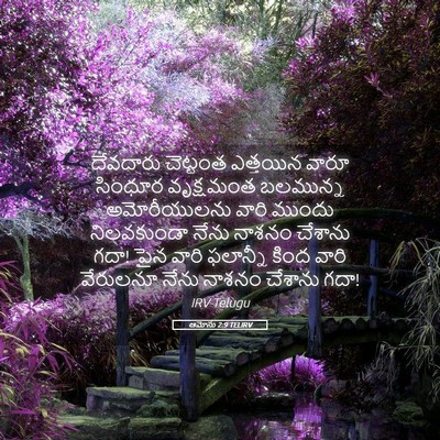 Picture 05 - ఆమోసు 2:9 TELIRV - దేవదారు చెట్టంత - Bible Verse Picture