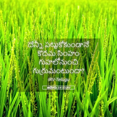 Picture 05 - ఆమోసు 3:4 TELIRV - దేన్నీ - Bible Verse Picture
