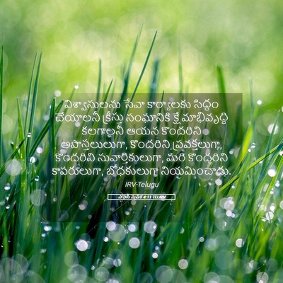 Picture 05 - ఎఫెసీ పత్రిక 4:11 TELIRV - విశ్వాసులను సేవా - Bible Verse Picture