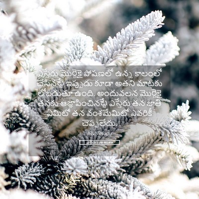 Picture 05 - ఎస్తేరు 2:20 TELIRV - ఎస్తేరు మొర్దెకై - Bible Verse Picture