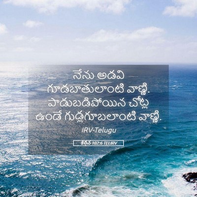 Picture 05 - కీర్తన 102:6 TELIRV - నేను అడవి - Bible Verse Picture