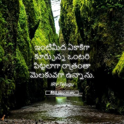 Picture 05 - కీర్తన 102:7 TELIRV - ఇంటిమీద ఏకాకిగా - Bible Verse Picture