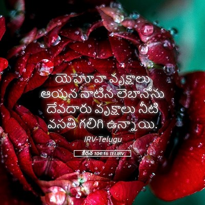 Picture 05 - కీర్తన 104:16 TELIRV - యెహోవా వృక్షాలు - Bible Verse Picture