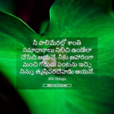 Picture 05 - కీర్తన 147:14 TELIRV - నీ పొలిమేరల్లో - Bible Verse Picture