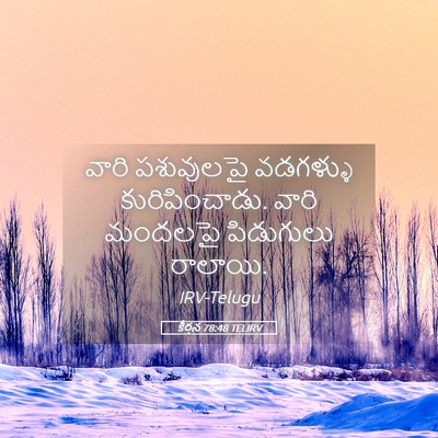 Picture 05 - కీర్తన 78:48 TELIRV - వారి పశువులపై - Bible Verse Picture