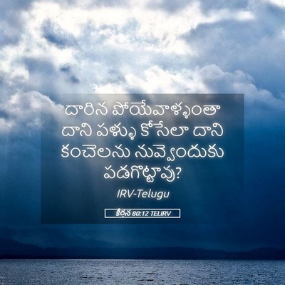 Picture 05 - కీర్తన 80:12 TELIRV - దారిన - Bible Verse Picture