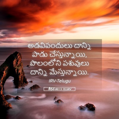 Picture 05 - కీర్తన 80:13 TELIRV - అడవిపందులు దాన్ని - Bible Verse Picture