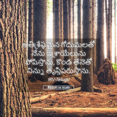 Picture 05 - కీర్తన 81:16 TELIRV - అతిశ్రేష్ఠమైన - Bible Verse Picture