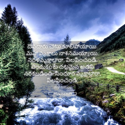 Picture 05 - జెకర్యా 11:2 TELIRV - దేవదారు చెట్లు - Bible Verse Picture