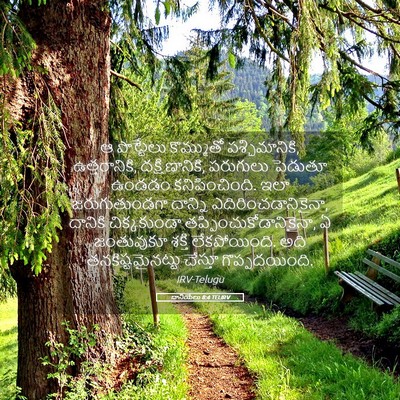 Picture 05 - దానియేలు 8:4 TELIRV - ఆ పొట్టేలు - Bible Verse Picture