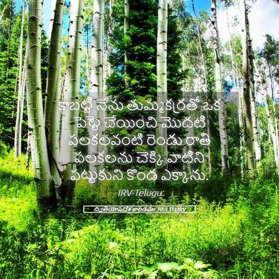 Picture 05 - ద్వితీయోపదేశ కాండము 10:3 TELIRV - కాబట్టి నేను - Bible Verse Picture
