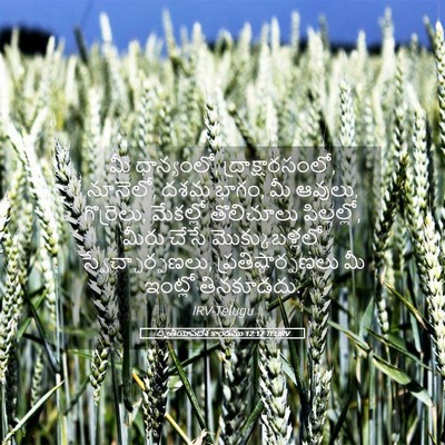 Picture 05 - ద్వితీయోపదేశ కాండము 12:17 TELIRV - మీ ధాన్యంలో, - Bible Verse Picture