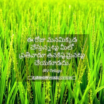 Picture 05 - ద్వితీయోపదేశ కాండము 12:8 TELIRV - ఈ రోజు మనమిక్కడ - Bible Verse Picture