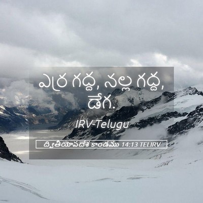 Picture 05 - ద్వితీయోపదేశ కాండము 14:13 TELIRV - ఎర్ర గద్ద, నల్ల - Bible Verse Picture
