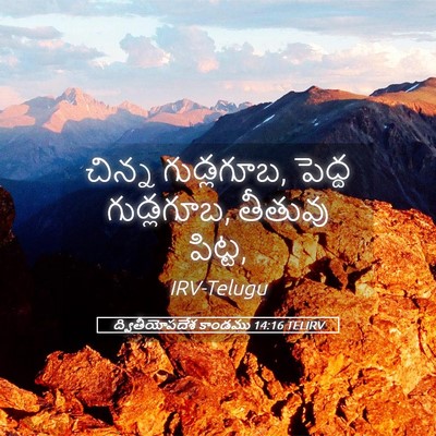 Picture 05 - ద్వితీయోపదేశ కాండము 14:16 TELIRV - చిన్న గుడ్లగూబ, - Bible Verse Picture