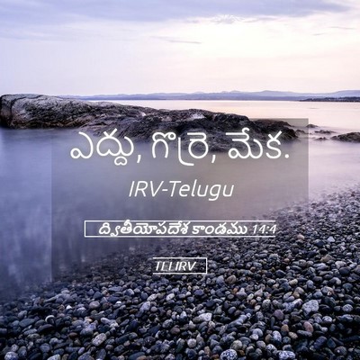 Picture 05 - ద్వితీయోపదేశ కాండము 14:4 TELIRV - ఎద్దు, గొర్రె, - Bible Verse Picture