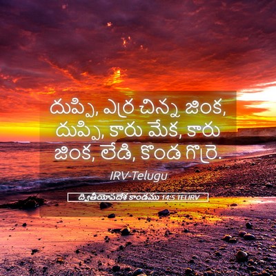 Picture 05 - ద్వితీయోపదేశ కాండము 14:5 TELIRV - దుప్పి, ఎర్ర చిన్న - Bible Verse Picture