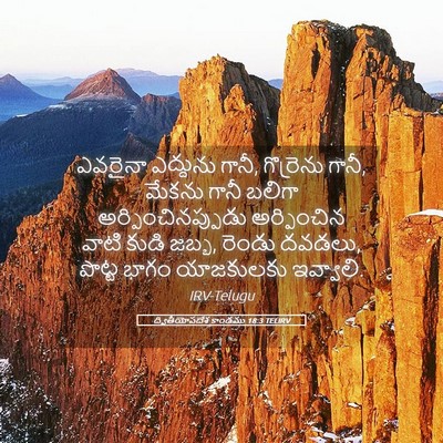 Picture 05 - ద్వితీయోపదేశ కాండము 18:3 TELIRV - ఎవరైనా ఎద్దును - Bible Verse Picture