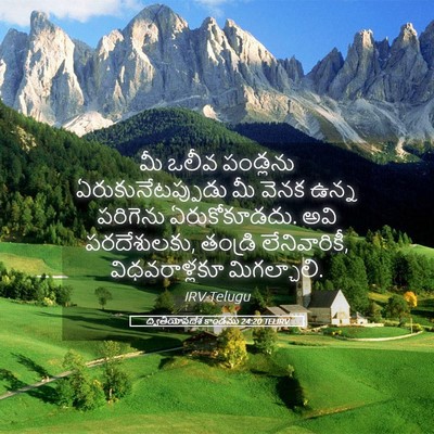 Picture 05 - ద్వితీయోపదేశ కాండము 24:20 TELIRV - మీ ఒలీవ పండ్లను - Bible Verse Picture