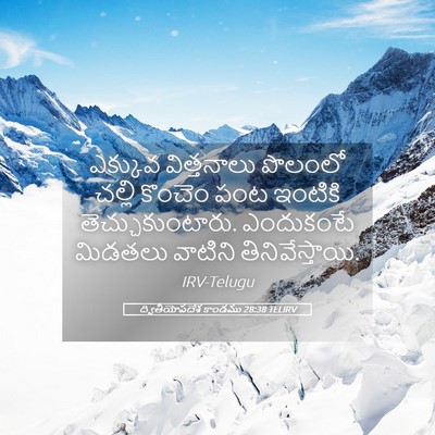Picture 05 - ద్వితీయోపదేశ కాండము 28:38 TELIRV - ఎక్కువ విత్తనాలు - Bible Verse Picture