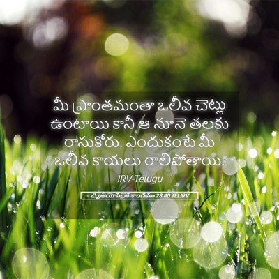 Picture 05 - ద్వితీయోపదేశ కాండము 28:40 TELIRV - మీ ప్రాంతమంతా - Bible Verse Picture