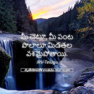 Picture 05 - ద్వితీయోపదేశ కాండము 28:42 TELIRV - మీ చెట్లూ, మీ పంట - Bible Verse Picture