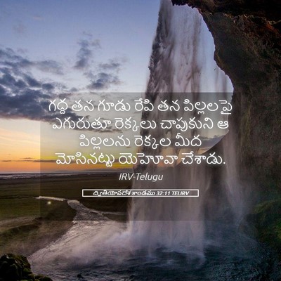Picture 05 - ద్వితీయోపదేశ కాండము 32:11 TELIRV - గద్ద తన గూడు రేపి - Bible Verse Picture