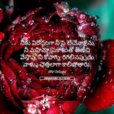 Picture 05 - నిర్గమకాండం 15:7 TELIRV - నీకు విరోధంగా - Bible Verse Picture