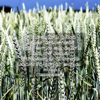 Picture 05 - నిర్గమకాండం 17:2 TELIRV - దానికి వాళ్ళు - Bible Verse Picture